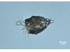 Photo of Tintinnopsis